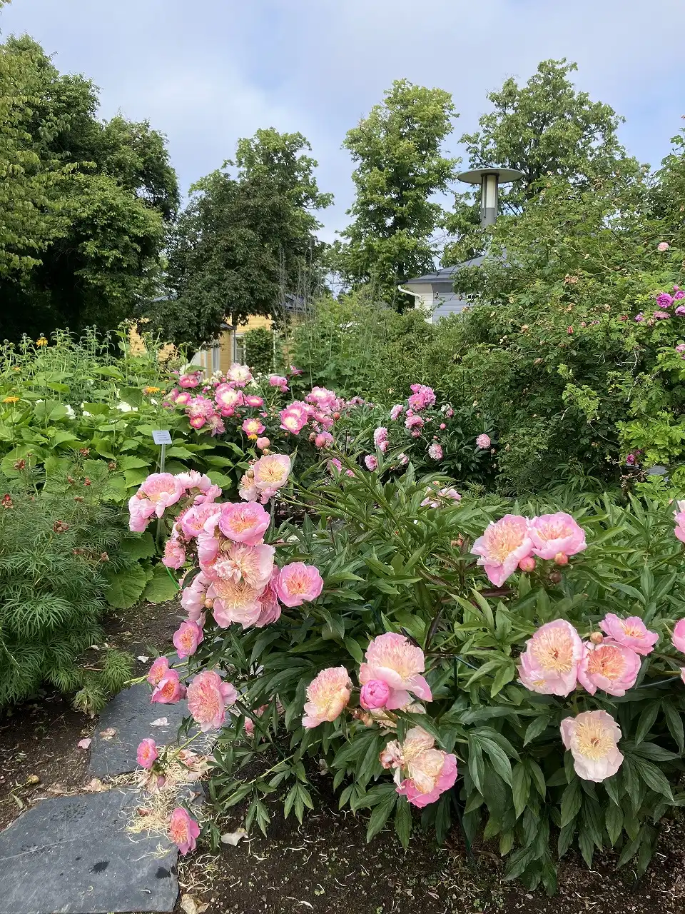 ヘルシンキ大学植物園 Kaisaniemi Botanic Garden - University of Helsinki