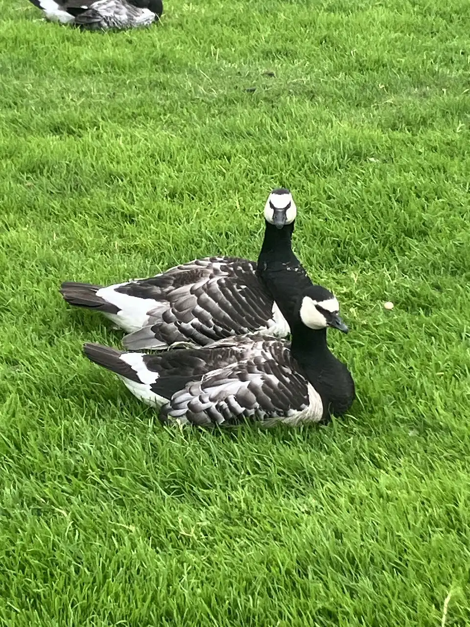 ヘスペリア公園 Hesperianpuisto