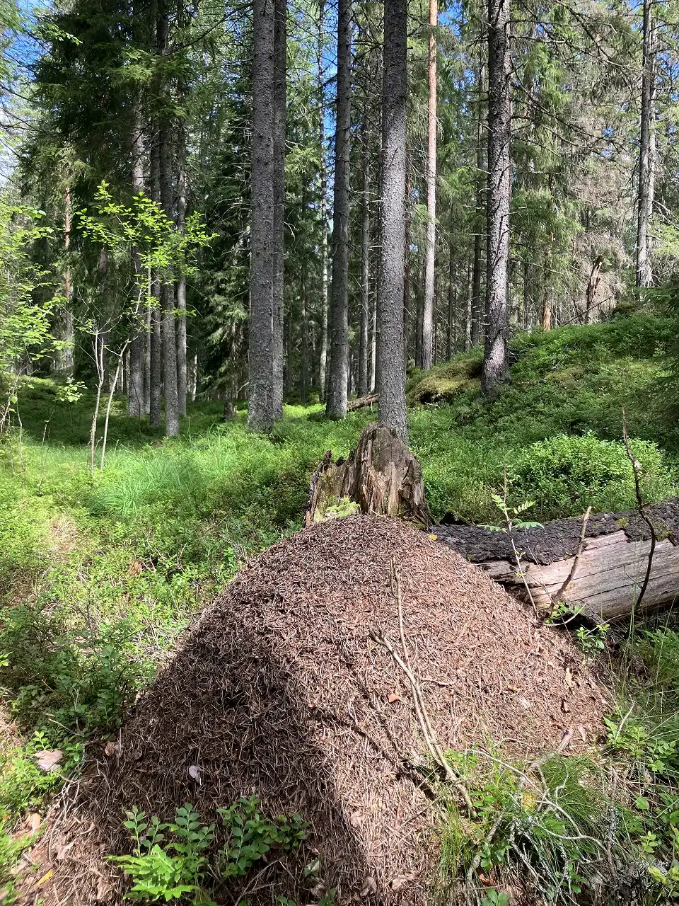 ヌークシオ国立公園 Nuuksion kansallispuisto