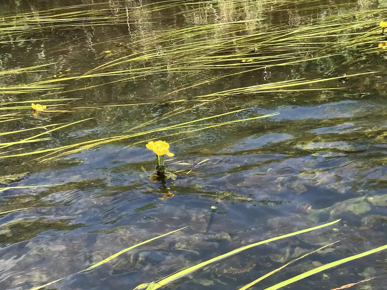 美々川 カヌー